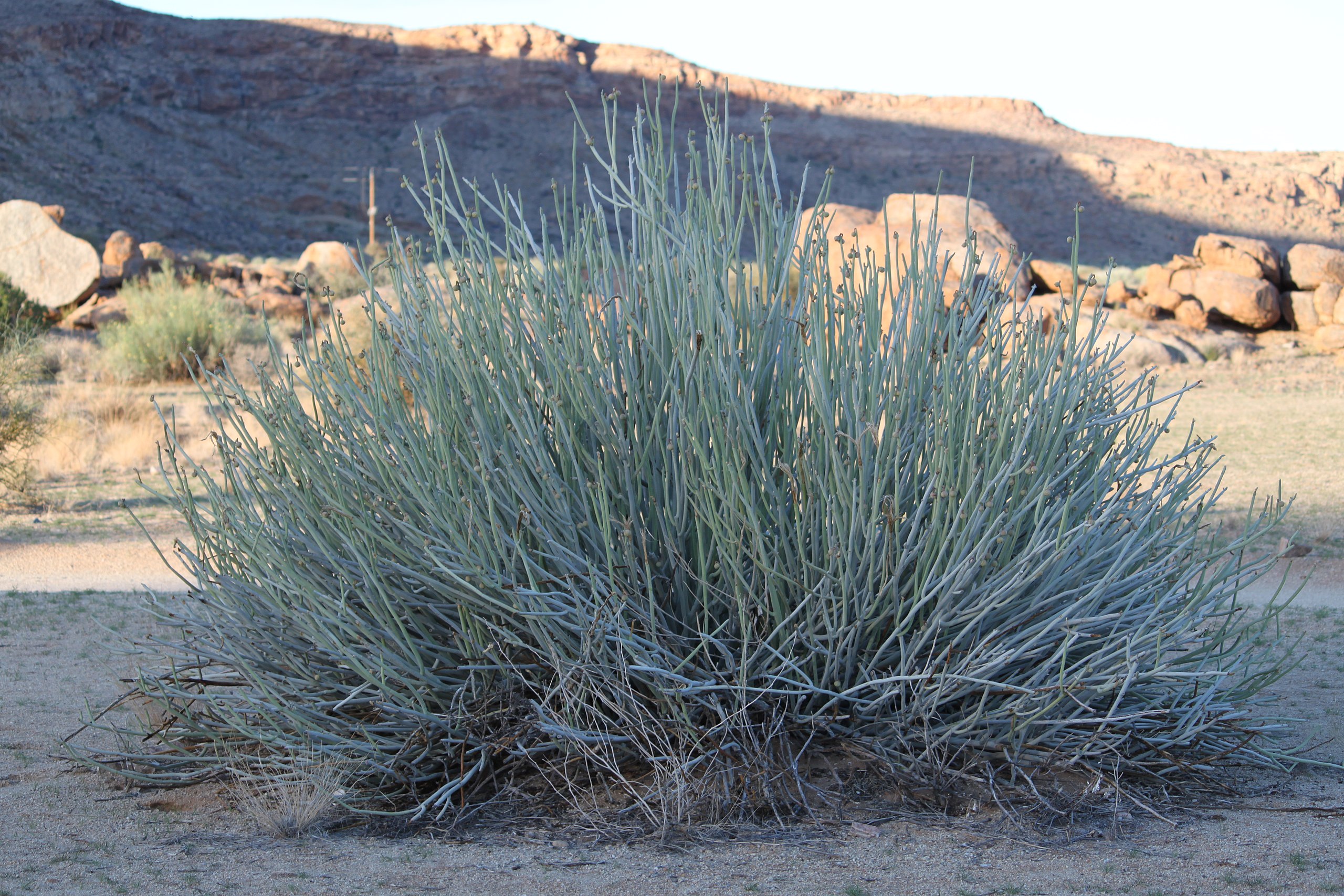 Euphorbe damarana (Euphorbia damarana ou Damara milk-bush), la plante la plus toxique de Namibie,  Parc National de la Côte des Squelettes.
